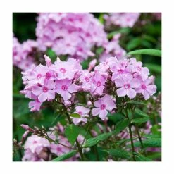 Phlox 'Sweet Summer Ditoran Salmon Orange Dark Eye' | 3L Pot