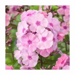 Phlox 'Sweet Summer Dream Orange Rose' | 3L Pot