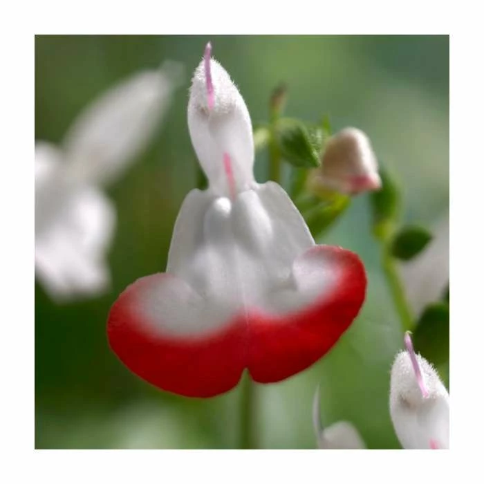 Salvia 'Hot Lips' | 3L Pot - Image 3