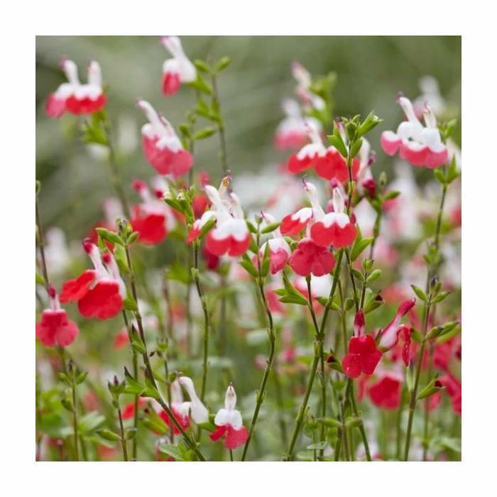 Salvia 'Hot Lips' | 3L Pot - Image 4