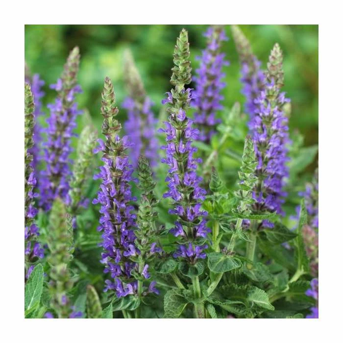 Salvia 'Sensation Deep Blue' | 3L Pot