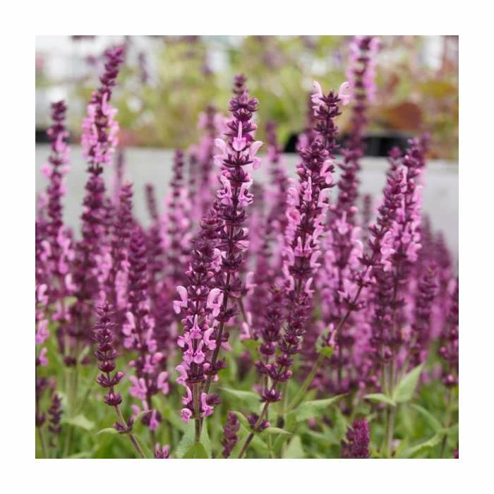 Salvia 'Sensation Deep Rose' | 3L Pot - Image 3