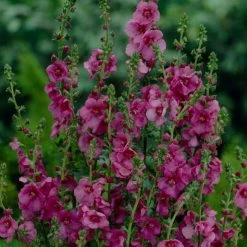 Verbascum 'Plum Smokey' | 3L Pot