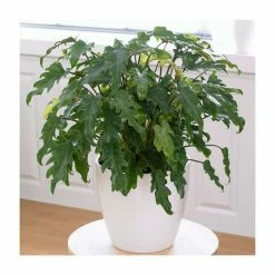 Philodendron Xanadu