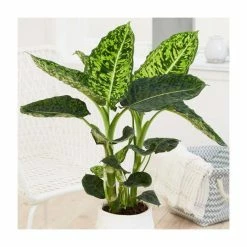 50-60cm Dieffenbachia 'Reflector' | Leopard Lily | 2L Pot