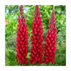 Lupin Beefeater 'West Country' | 3L Pot