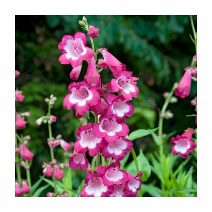 Penstemon 'Polaris' Rose | 3L Pot