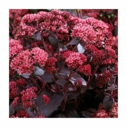 Sedum telephium 'Purple Emperor' | 3L Pot
