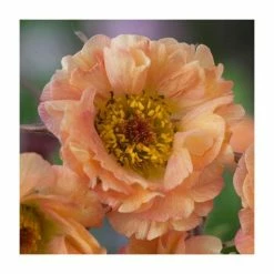 Geum 'Mai Tai' | 3L Pot