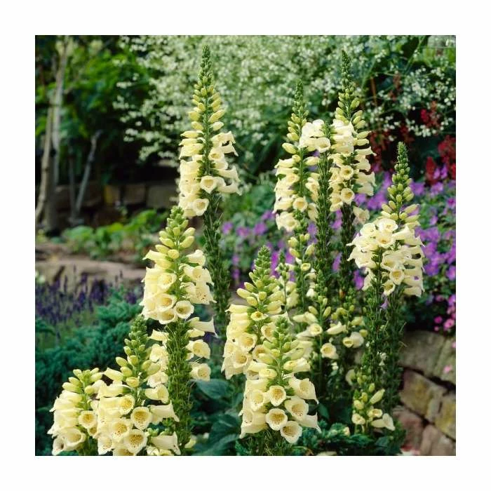 Digitalis Grandiflora 'Dwarf Carillion' | Foxglove