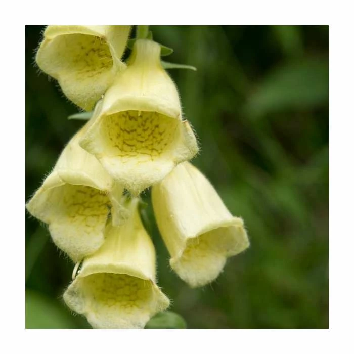 Digitalis Grandiflora 'Dwarf Carillion' | Foxglove - Image 2