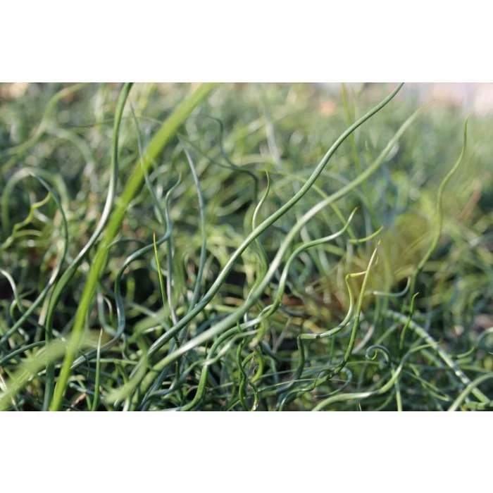 Corkscrew | Juncus effusus 'Spiralis' - Image 3