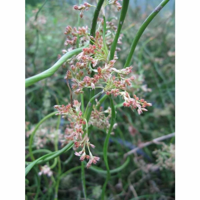 Corkscrew | Juncus effusus 'Spiralis' - Image 4