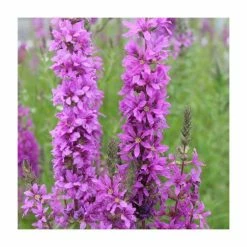 Purple Loosestrife | Lythrum salicaria