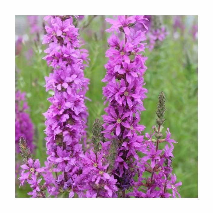 Purple Loosestrife | Lythrum salicaria