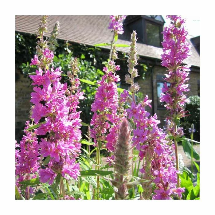 Purple Loosestrife | Lythrum salicaria - Image 2