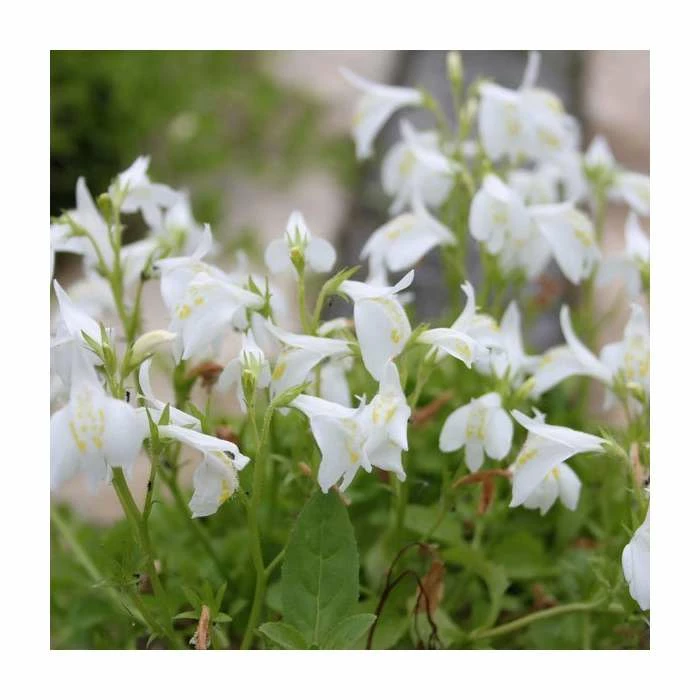 White Mazus | Mazus reptans 'Alba'