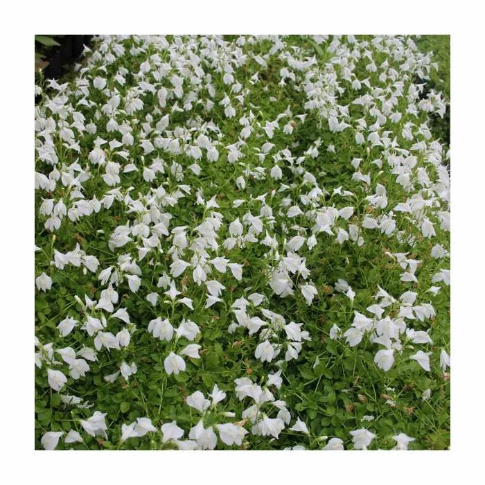 White Mazus | Mazus reptans 'Alba' - Image 2