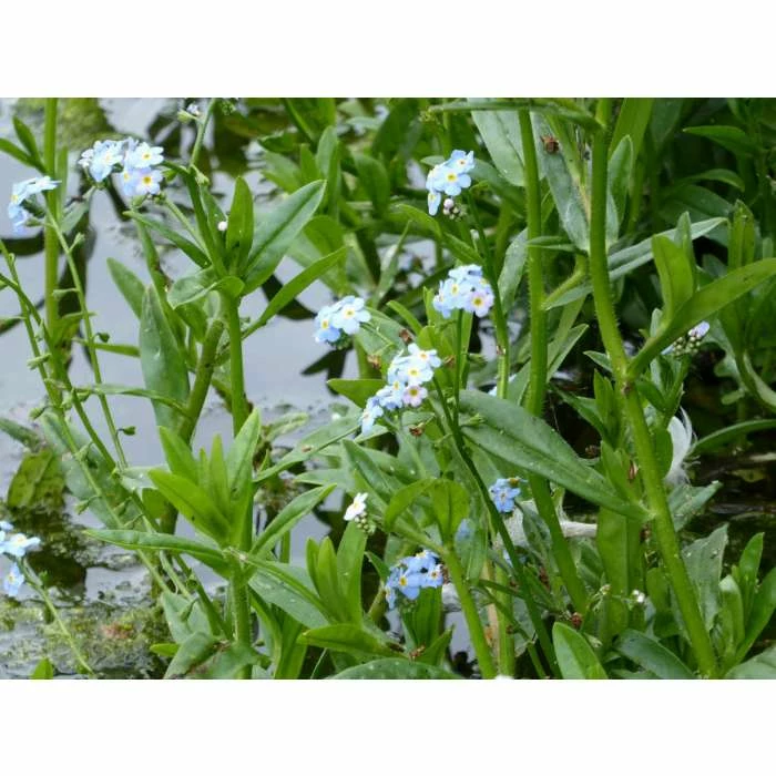 Water Forget-Me-Not | Myosotis scorpioides - Image 5