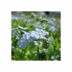 Water Forget-Me-Not | Myosotis scorpioides