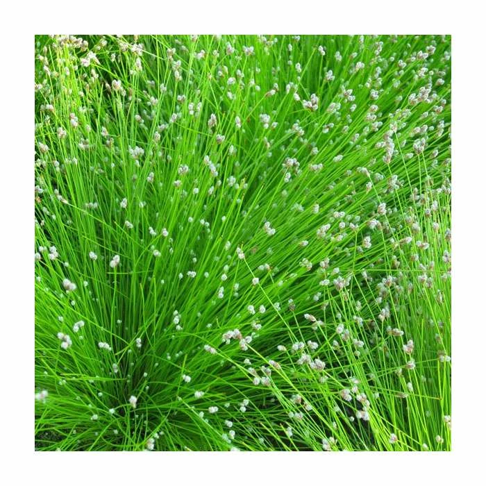 Slender Club Rush | Scirpus cernuus