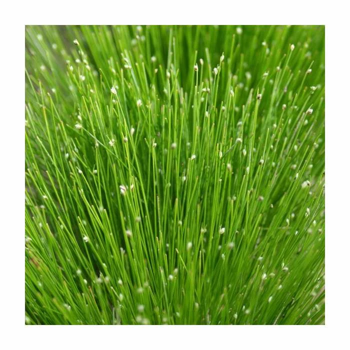 Slender Club Rush | Scirpus cernuus - Image 2