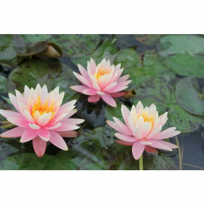 Nymphaea 'Colorado' | Water Lily - Image 4