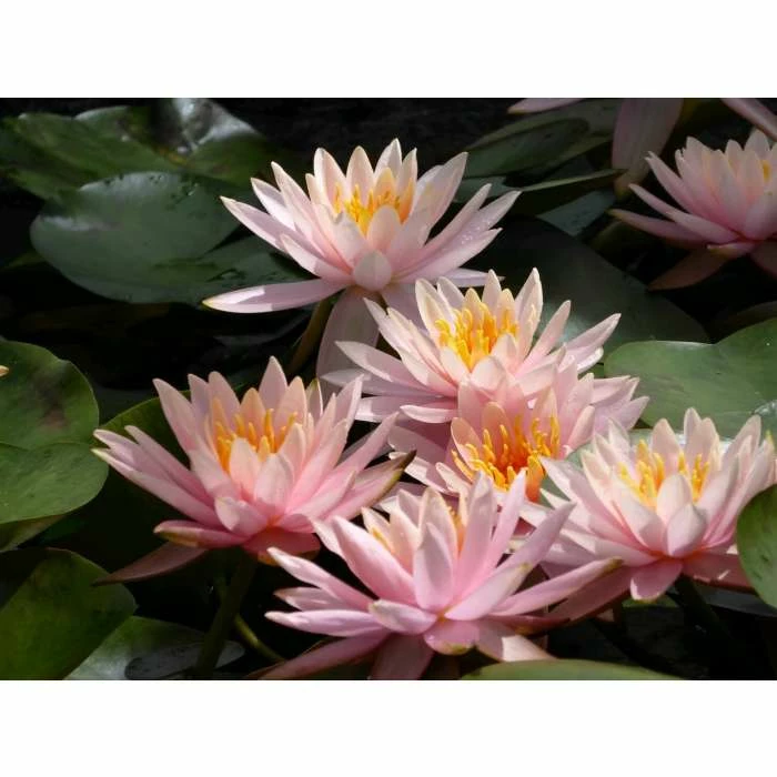 Nymphaea 'Colorado' | Water Lily - Image 6