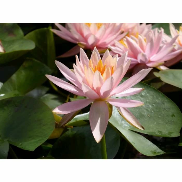 Nymphaea 'Colorado' | Water Lily - Image 7