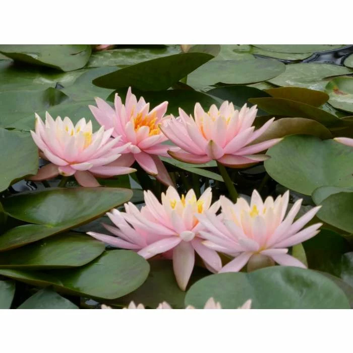 Nymphaea 'Colorado' | Water Lily - Image 9