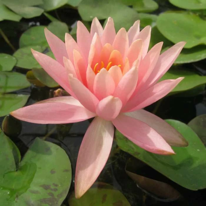 Nymphaea 'Colorado' | Water Lily - Image 2