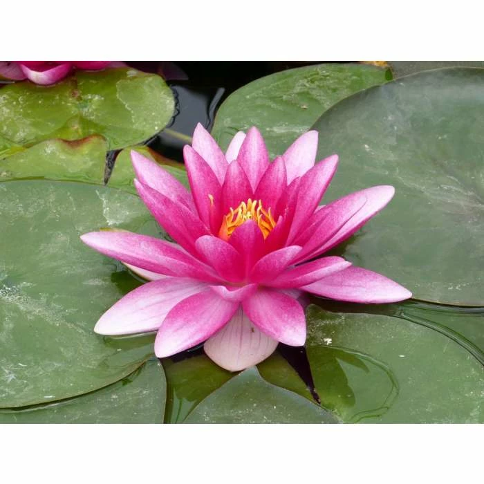 Nymphaea 'Charles De Meurville' | Water Lily - Image 4