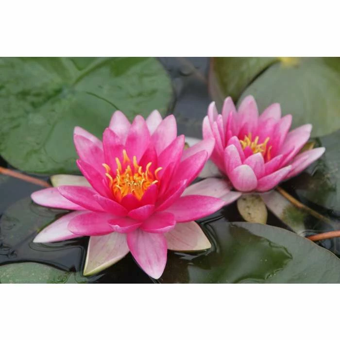 Nymphaea 'Charles De Meurville' | Water Lily - Image 6