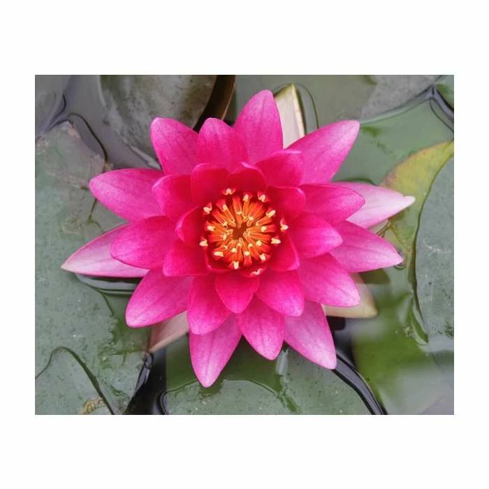 Nymphaea 'Charles De Meurville' | Water Lily - Image 7