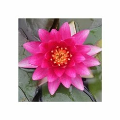 Nymphaea 'Charles De Meurville' | Water Lily
