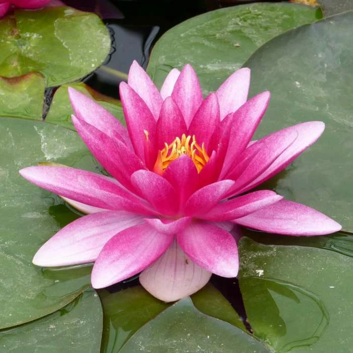 Nymphaea 'Charles De Meurville' | Water Lily - Image 2