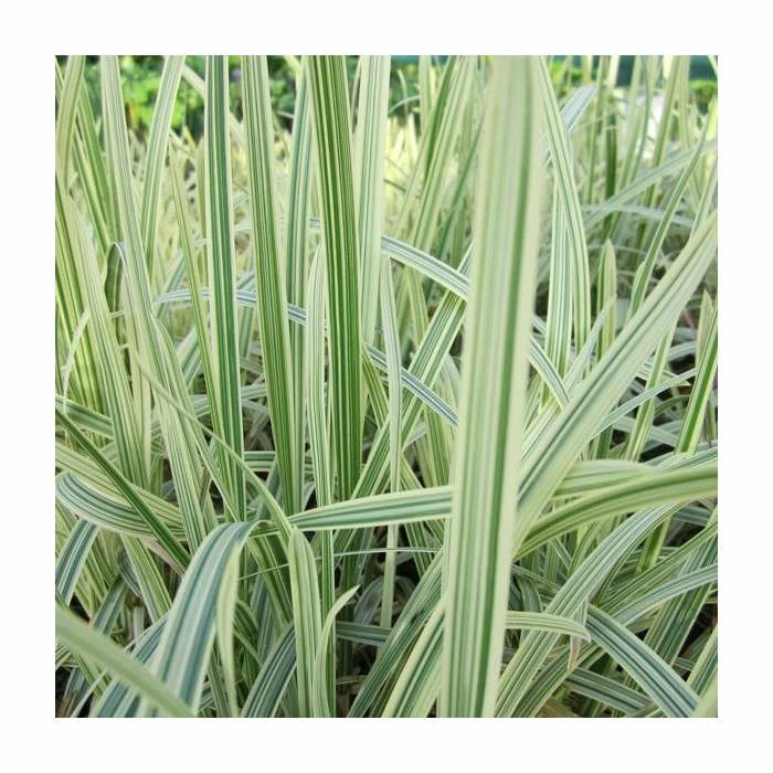 Variegated Reed Sweet Grass | Glyceria maxima 'Variegata'
