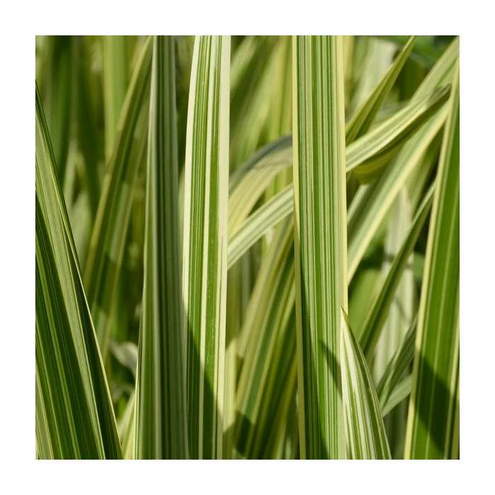 Variegated Reed Sweet Grass | Glyceria maxima 'Variegata' - Image 2