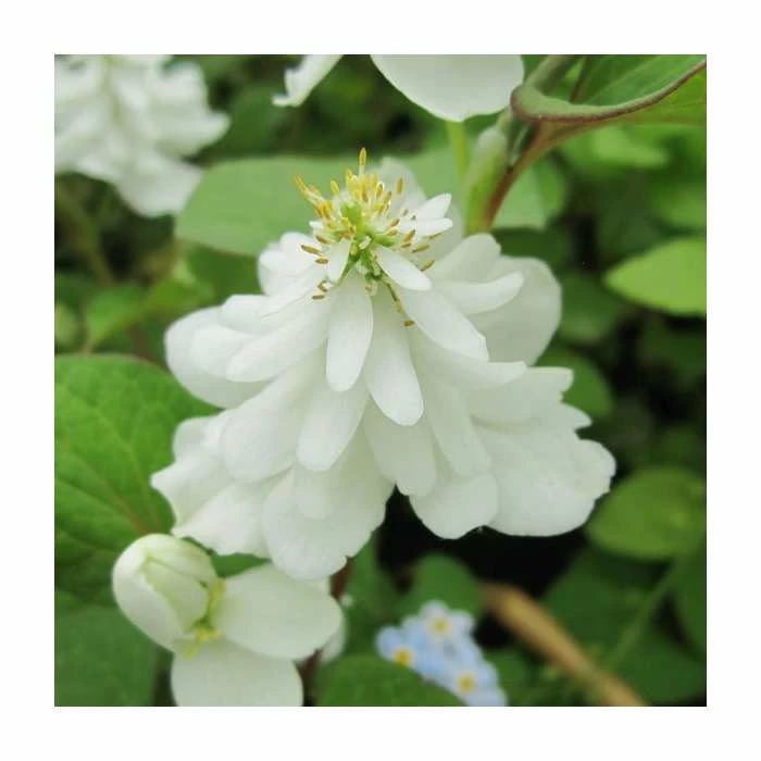 Orange Peel Plant | Houttuynia cordata 'Plena'