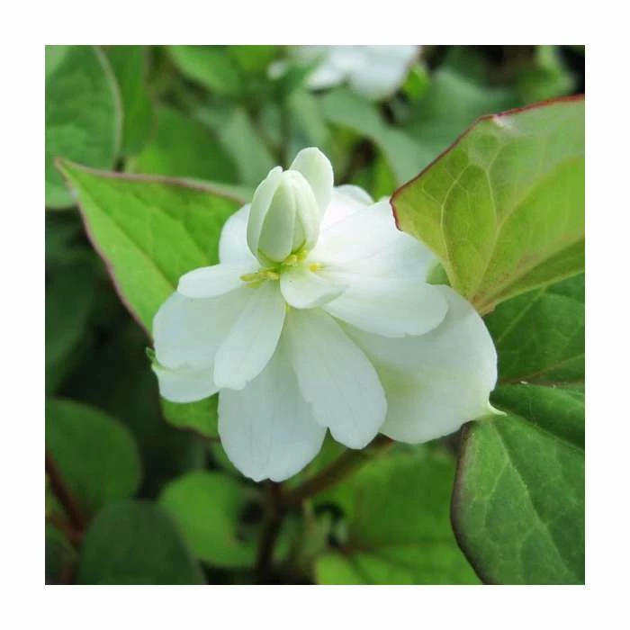 Orange Peel Plant | Houttuynia cordata 'Plena' - Image 2