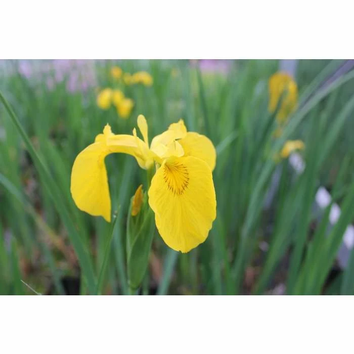 Yellow Flag | Iris pseudacorus - Image 3