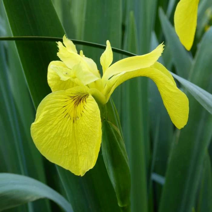 Yellow Flag | Iris pseudacorus