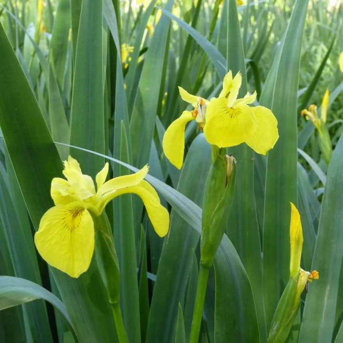 Yellow Flag | Iris pseudacorus - Image 2