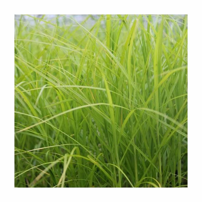 Palm Branch Sedge | Carex muskingumensis