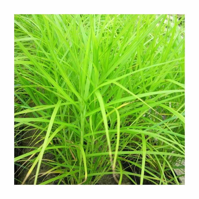 Palm Branch Sedge | Carex muskingumensis - Image 2