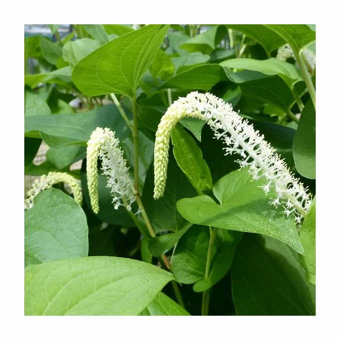 Swamp Lily | Saururus cernuus - Image 2