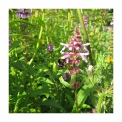 Marsh Woundwort | Stachys palustris