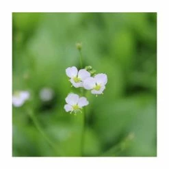 Water Plantain | Alisma plantago-aquaticum