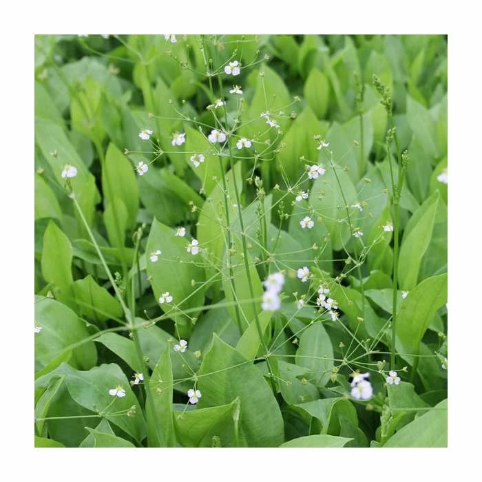 Water Plantain | Alisma plantago-aquaticum - Image 2