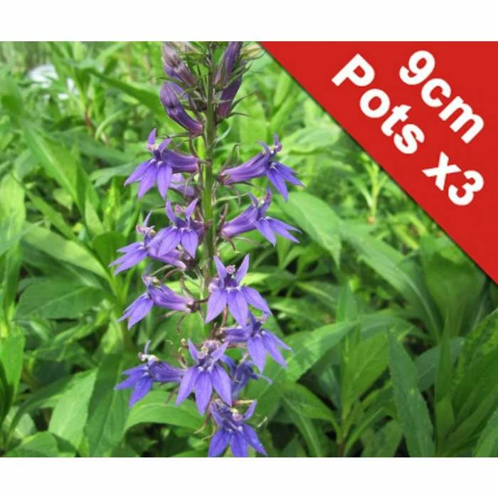 White Cardinal Flower | Lobelia siphilitica